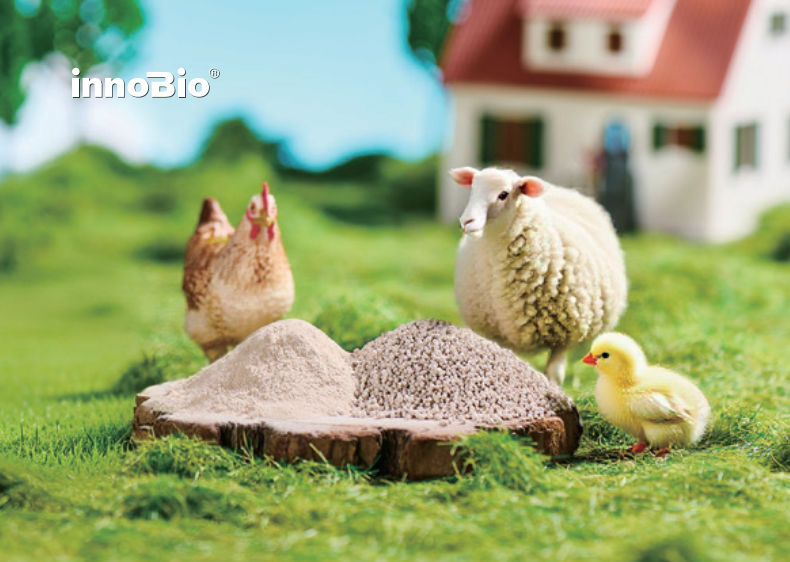 INNOBIO's Ligpure® L-Isoleucine ( ≥98.5%): Optimize Feed, Slash Soybean Costs