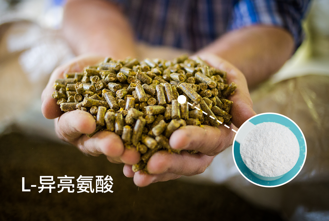 生物合成技术助力豆粕减量替代，医诺生物携L-异亮氨酸强势入局