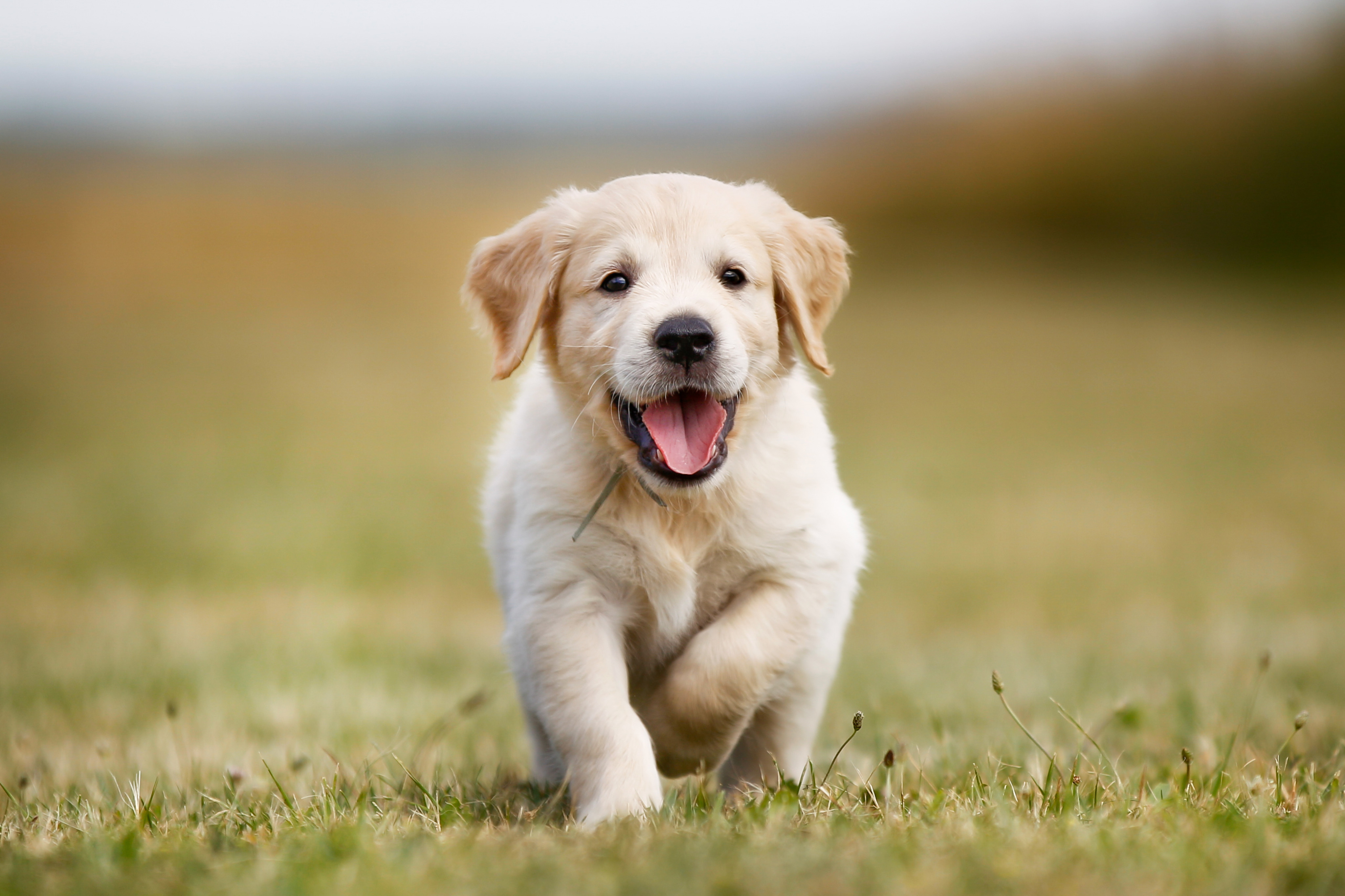 Pet Obesity: A Growing Threat and the Role of CLA in Nutrition Solutions