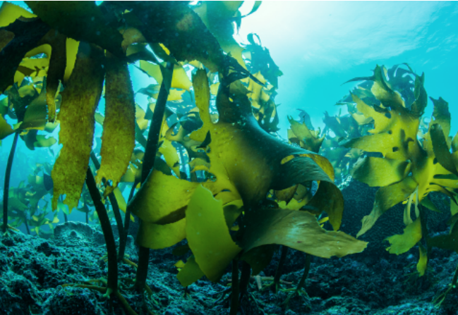 DurOmega® ALGAL DHA 20% Water Dispersible Powder