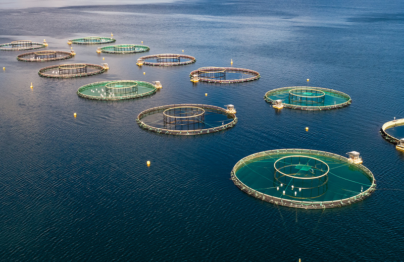 Aquaculture Monitoring Solution