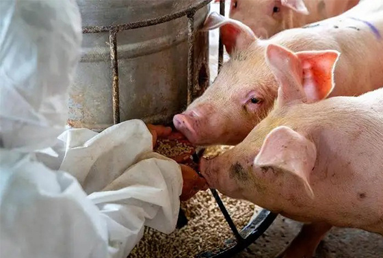 Efectos y funciones de los aminoácidos de grado alimenticio