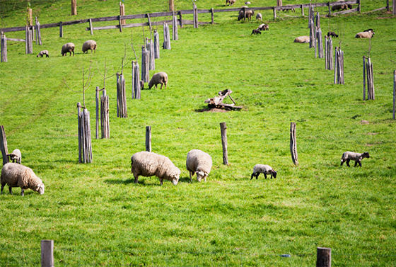 The main methods of checking for feed vitamins include the following