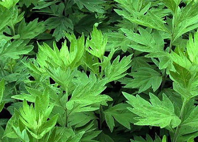 尽可能多地使用植物提取物制成的化妆品