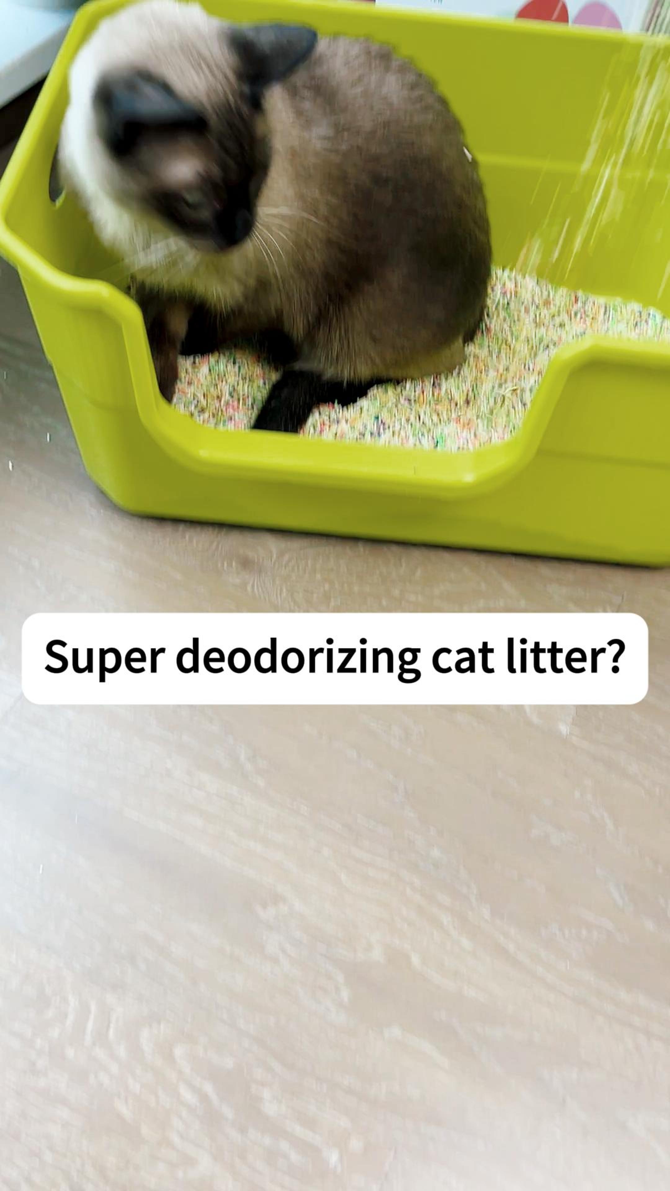 best cat tofu litter best cat tofu litter
