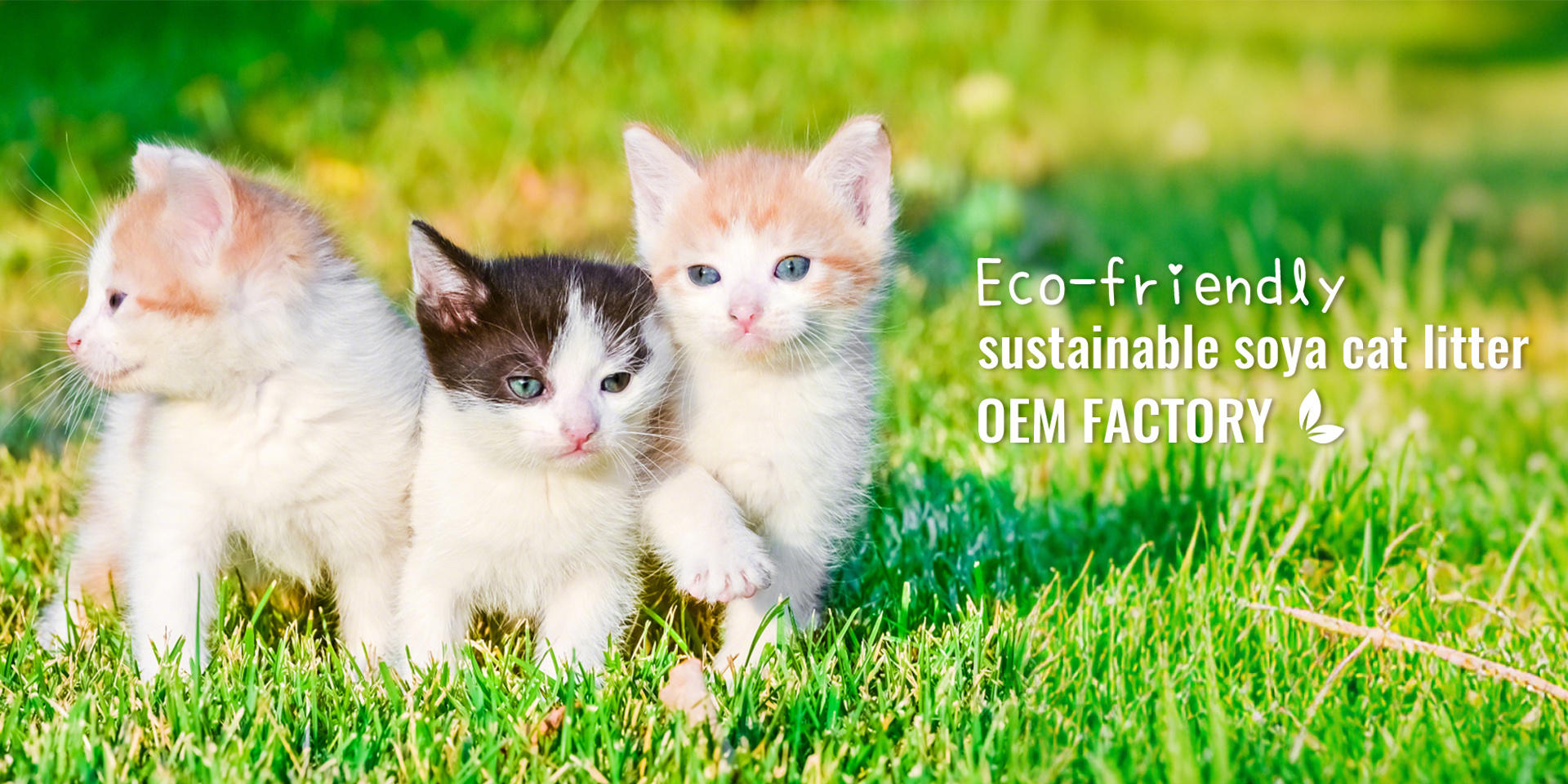 customized original soya cat litter
