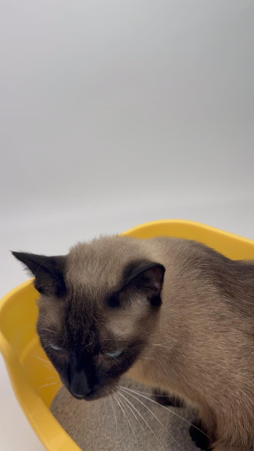 natural sodium bentonite cat litter factory price