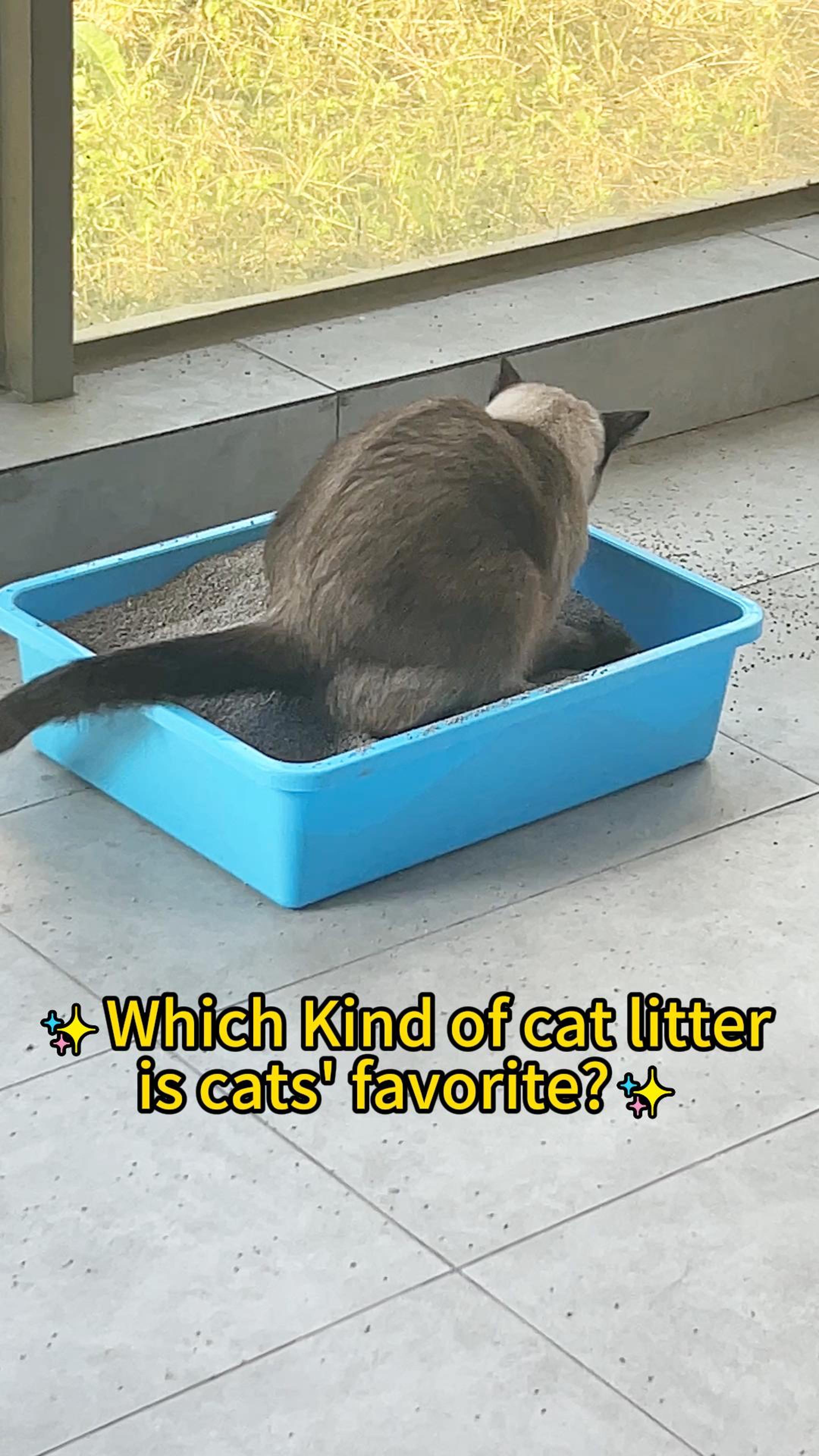 Which kind of cat litter is cats' favorite?