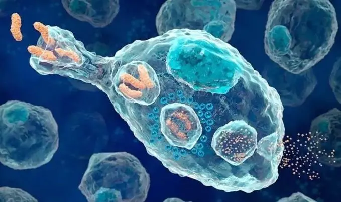 Collagen peptide misunderstanding revealed: scientific safety supplement is the top priority