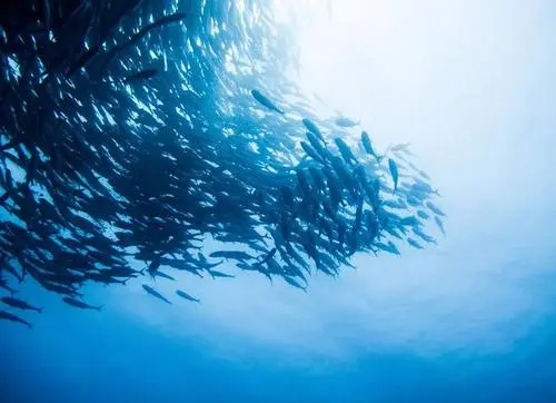 Efficacy and role of fish collagen tripeptide