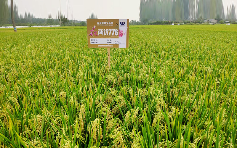 花兩優(yōu)776（中秈）