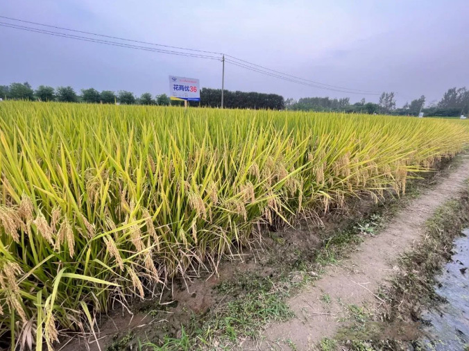 花兩優(yōu)36：高端米線企業(yè)訂單品種背后的秘密