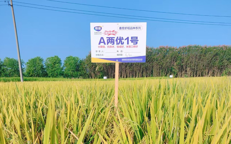 A兩優(yōu)1號(hào)