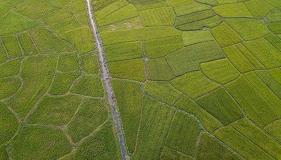 Fertilization method of amino acid water-soluble fertilizer