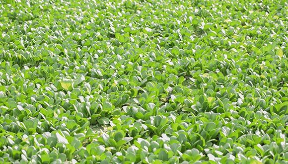 Amino acid fertilizer promotes the absorption of nutrients by crops