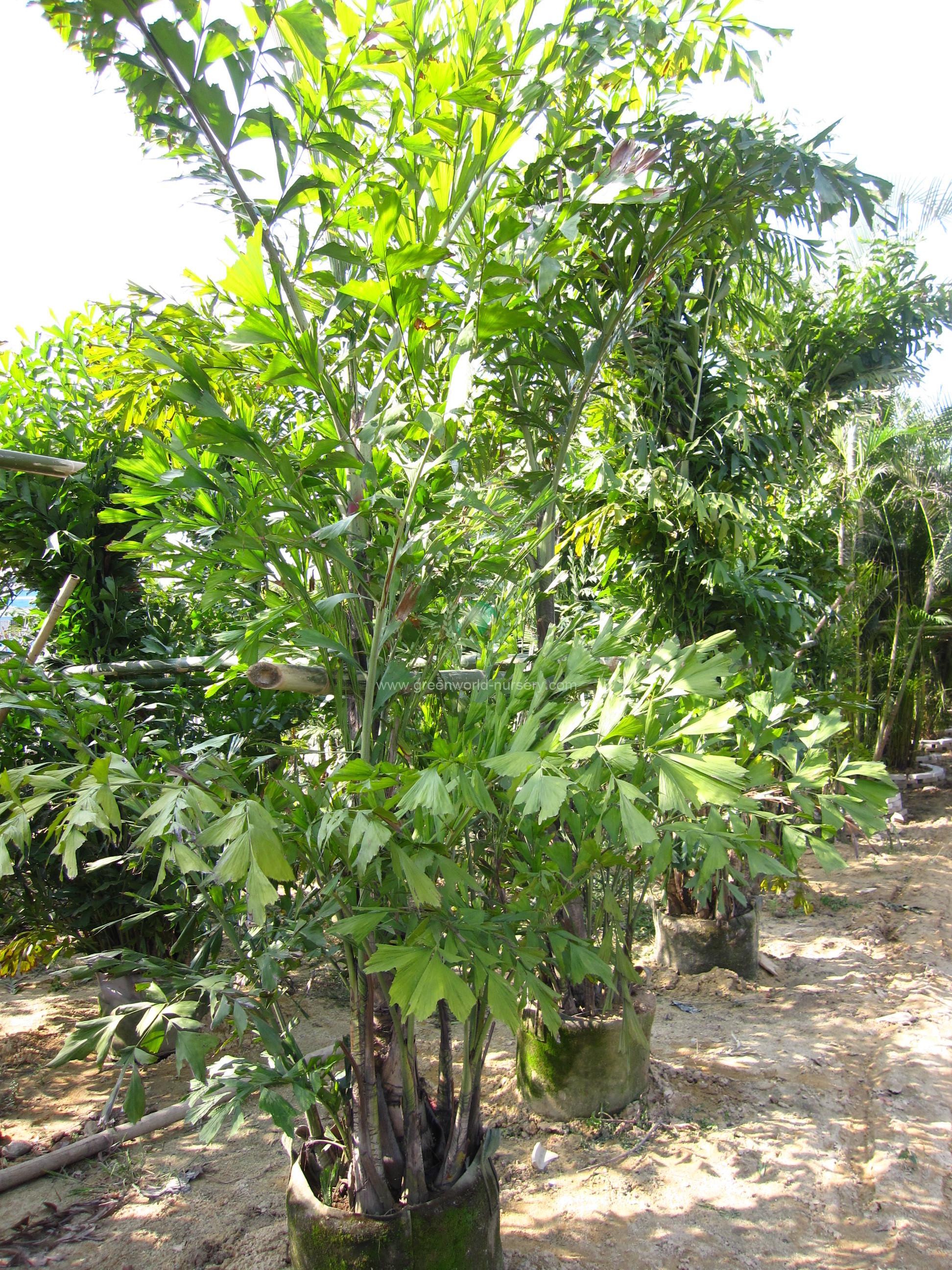 Caryota Mitis Caryota Mitis