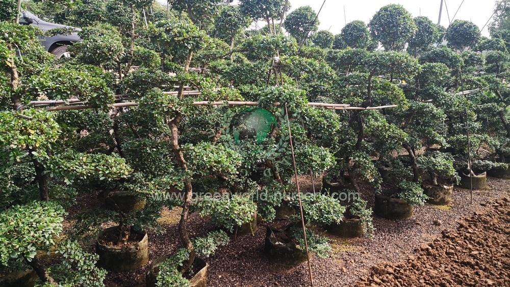 Ehretia Microphylla