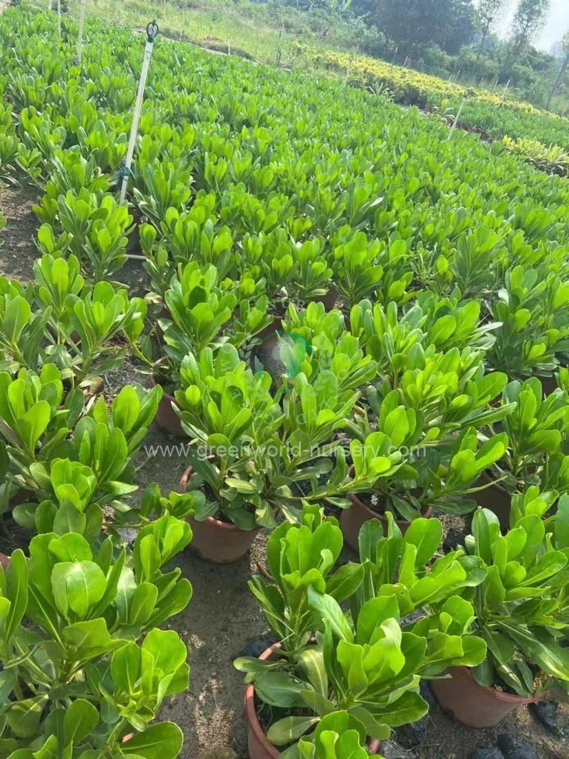 Scaevola Sericea Scaevola Sericea