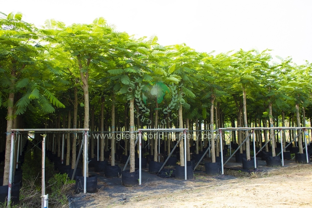 Delonix Regia Delonix Regia