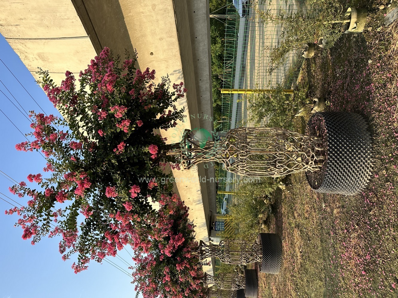 Lagerstroemia Indica Vase Lagerstroemia Indica Vase