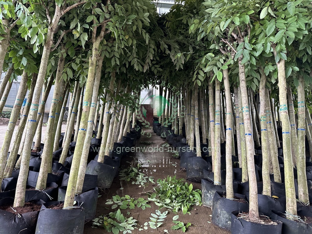 Cassia Fistula Cassia Fistula