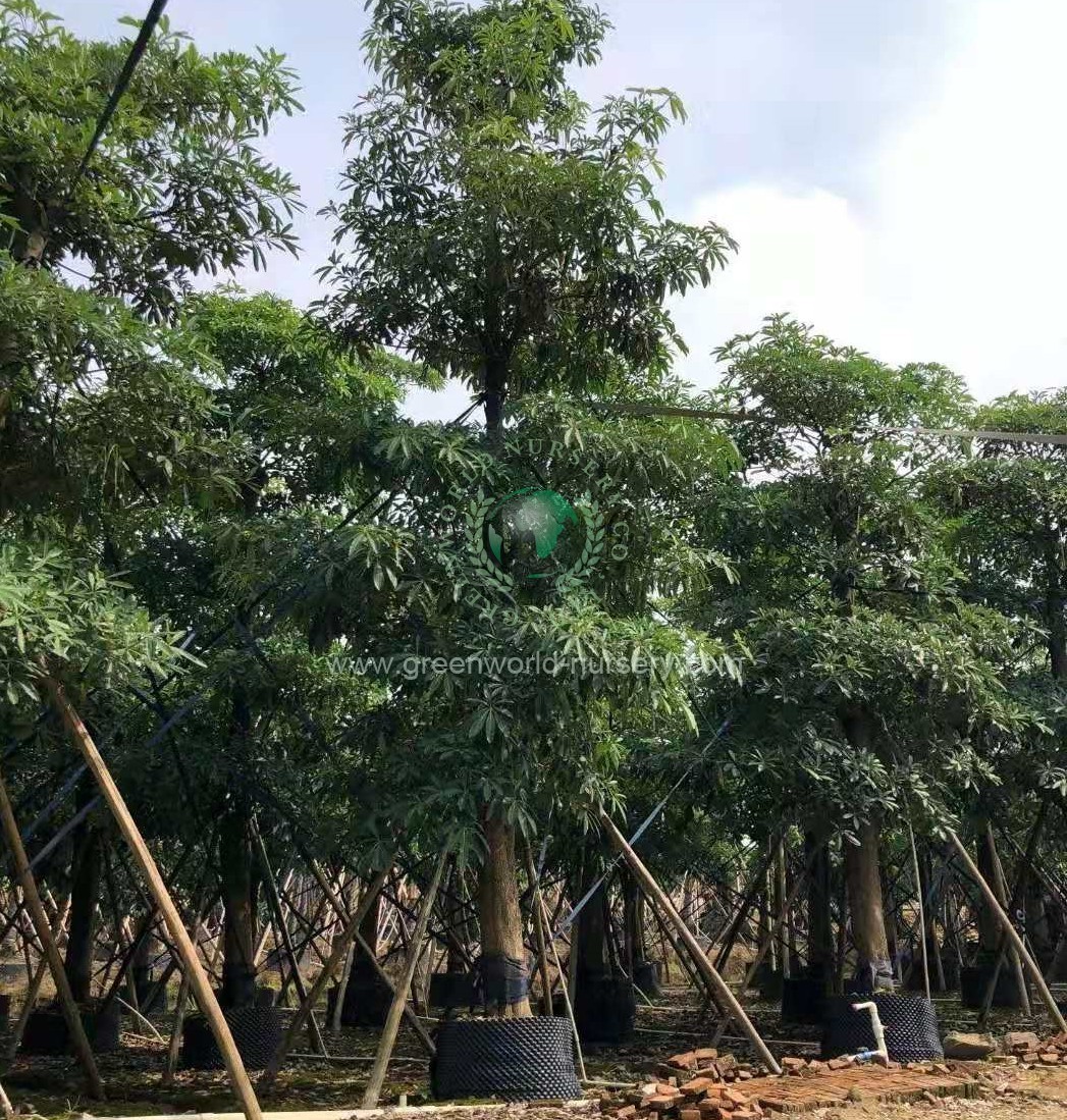 Alstonia Scholaris Alstonia Scholaris