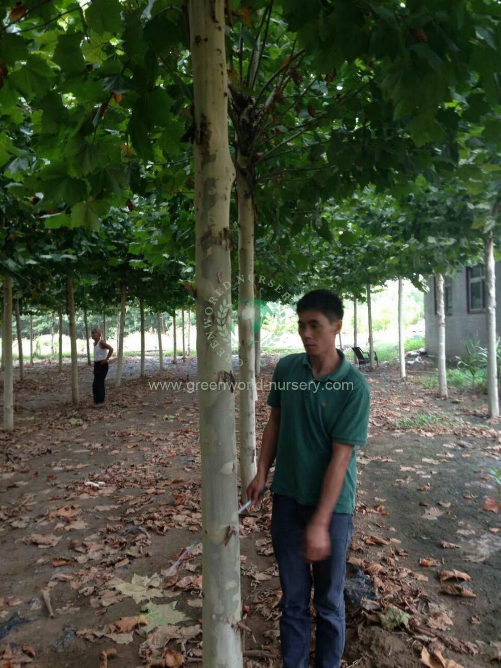 Platanus Acerifolia Platanus Acerifolia