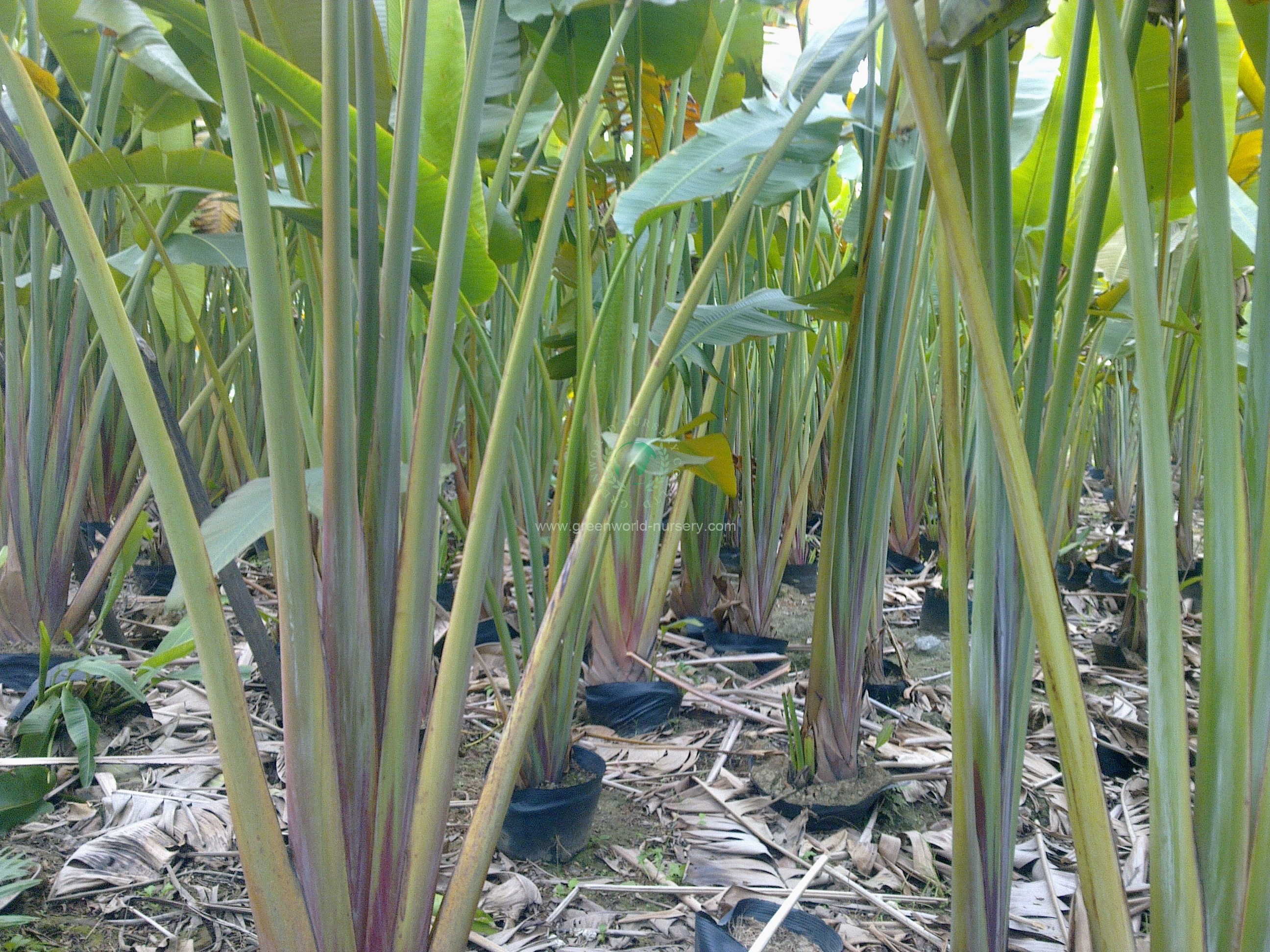 Ravenala Madagascariensis Ravenala Madagascariensis