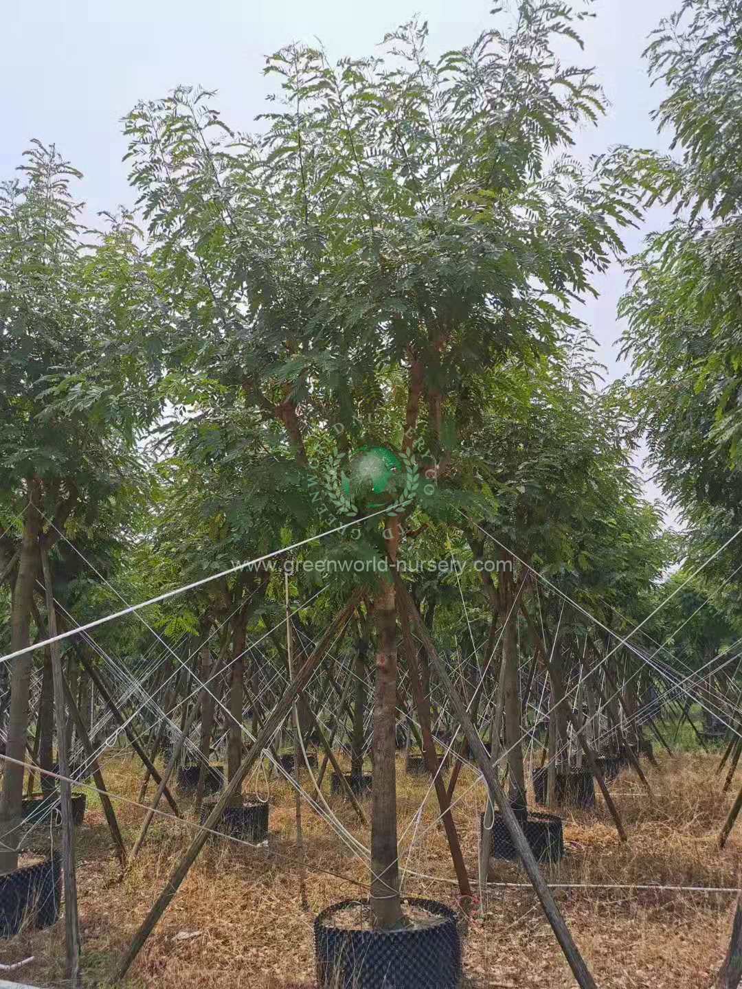 Cassia Siamea Cassia Siamea