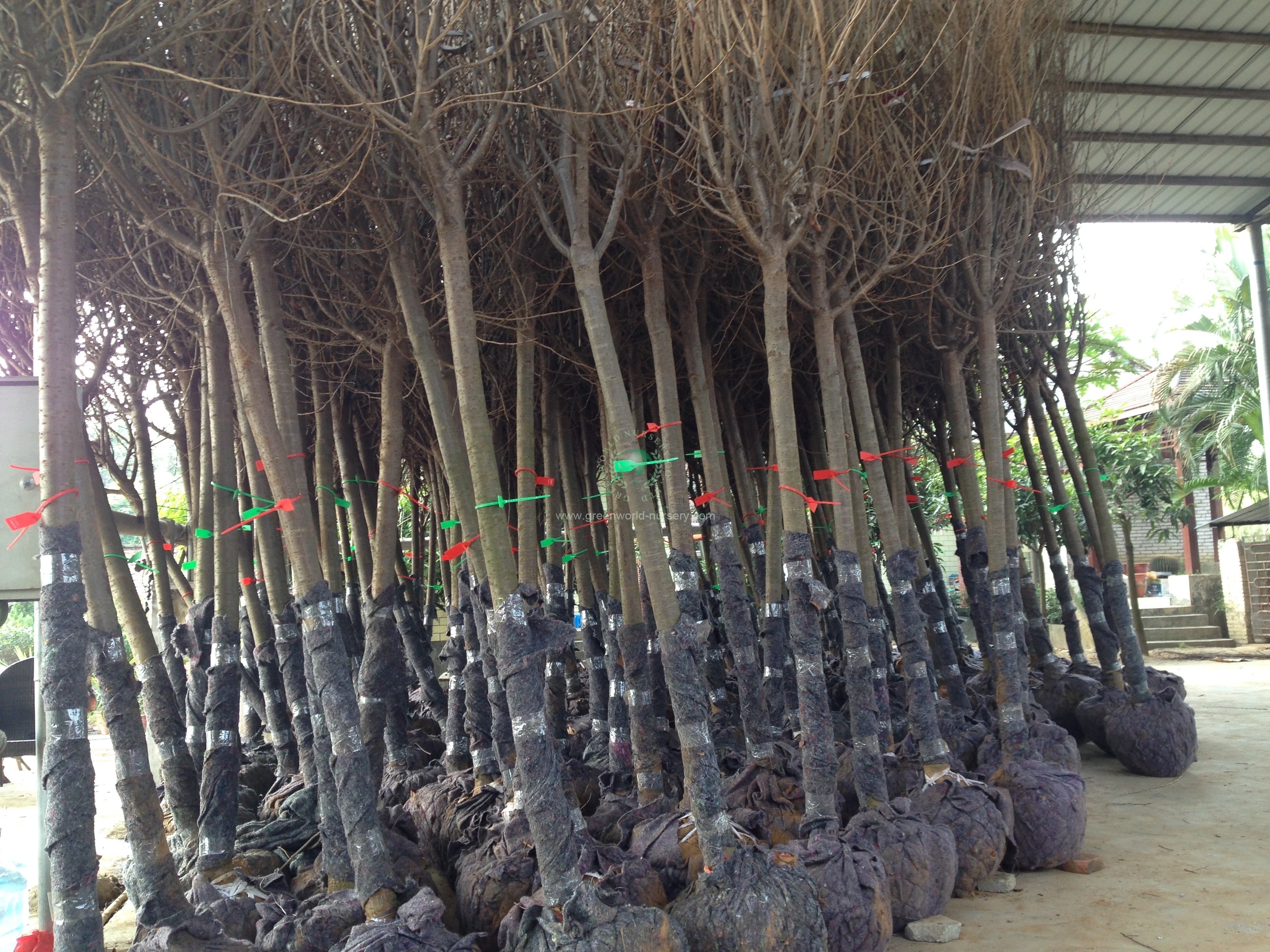 Prunus Yedoensis Prunus Yedoensis