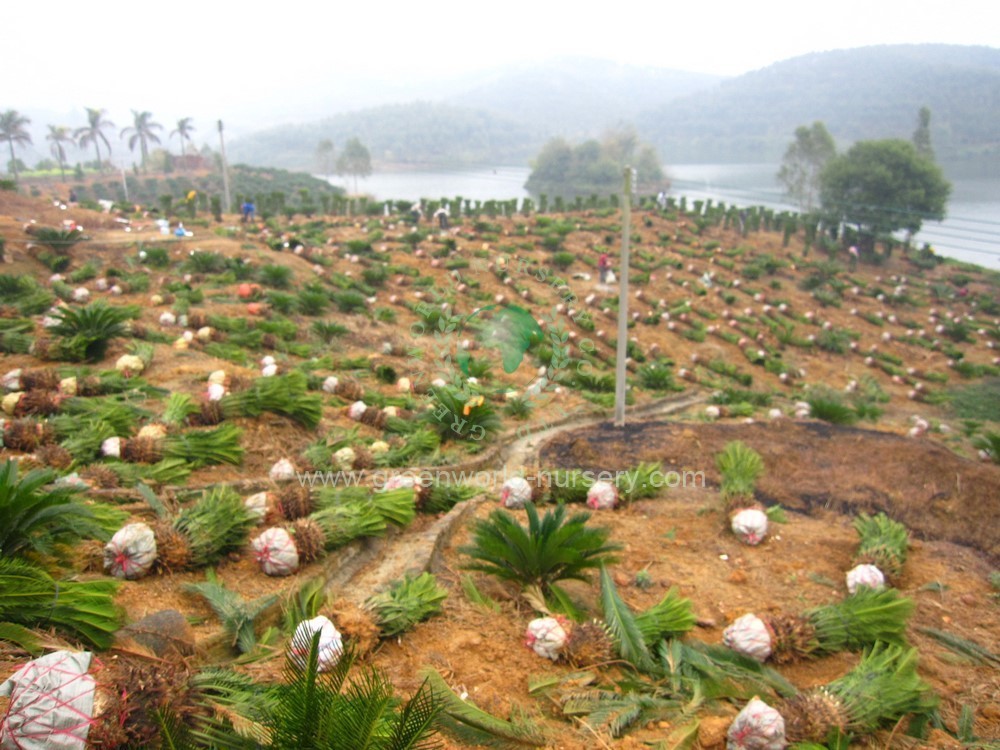 Cycas Revoluta