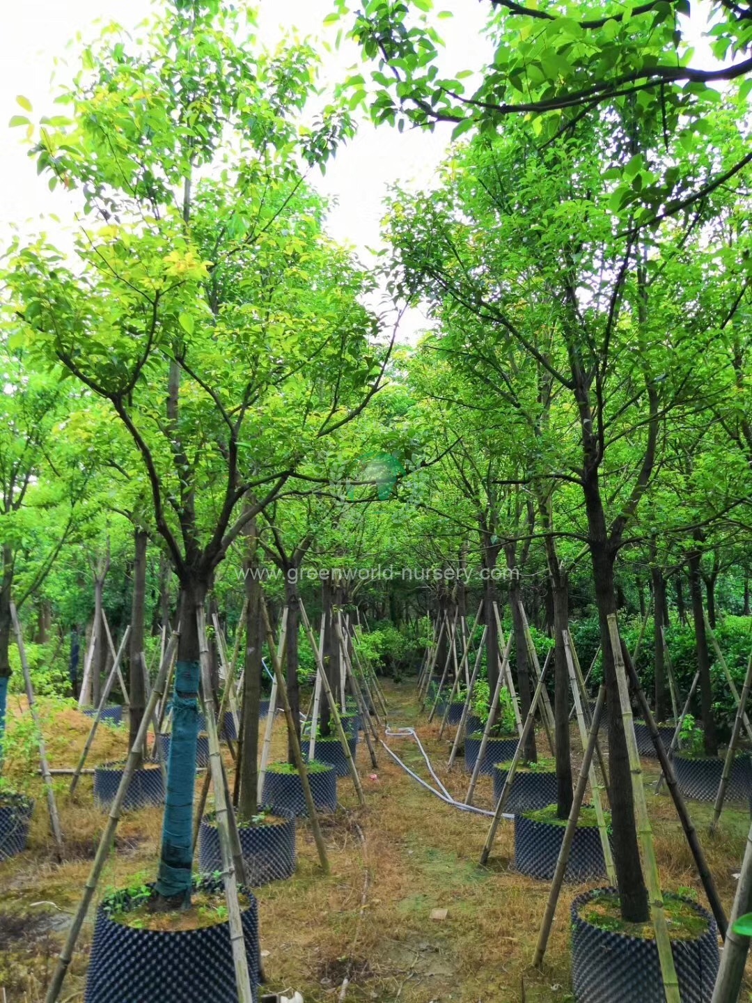 Cinnamonum Camphora