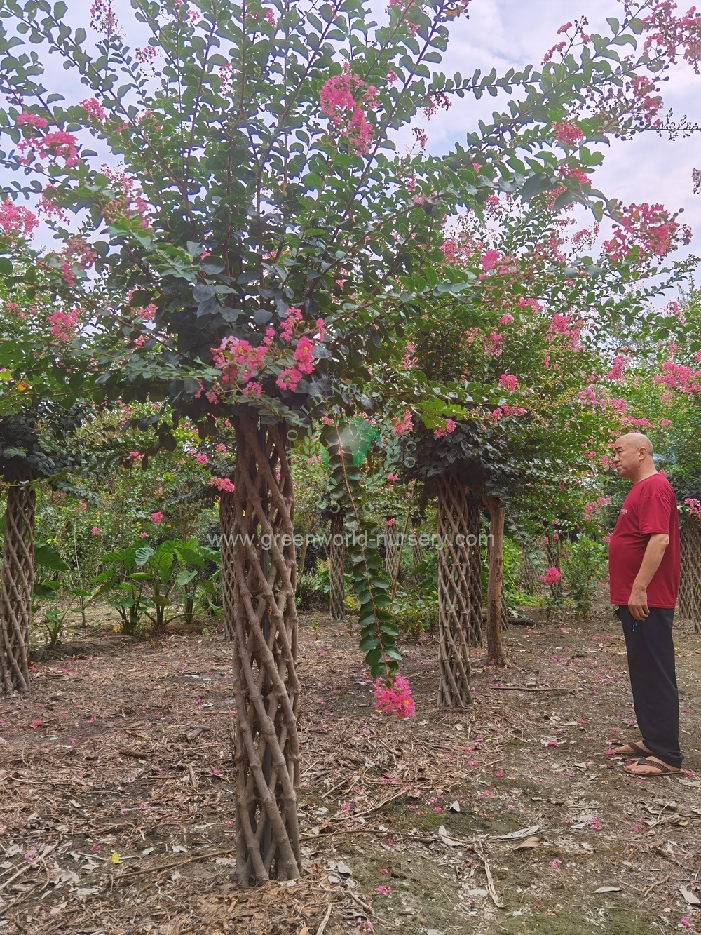 Lagerstroemia Indica Cage Lagerstroemia Indica Cage