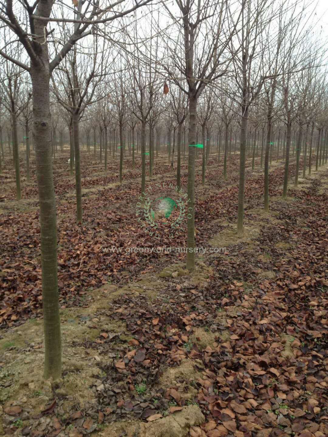 Prunus Yedoensis Prunus Yedoensis