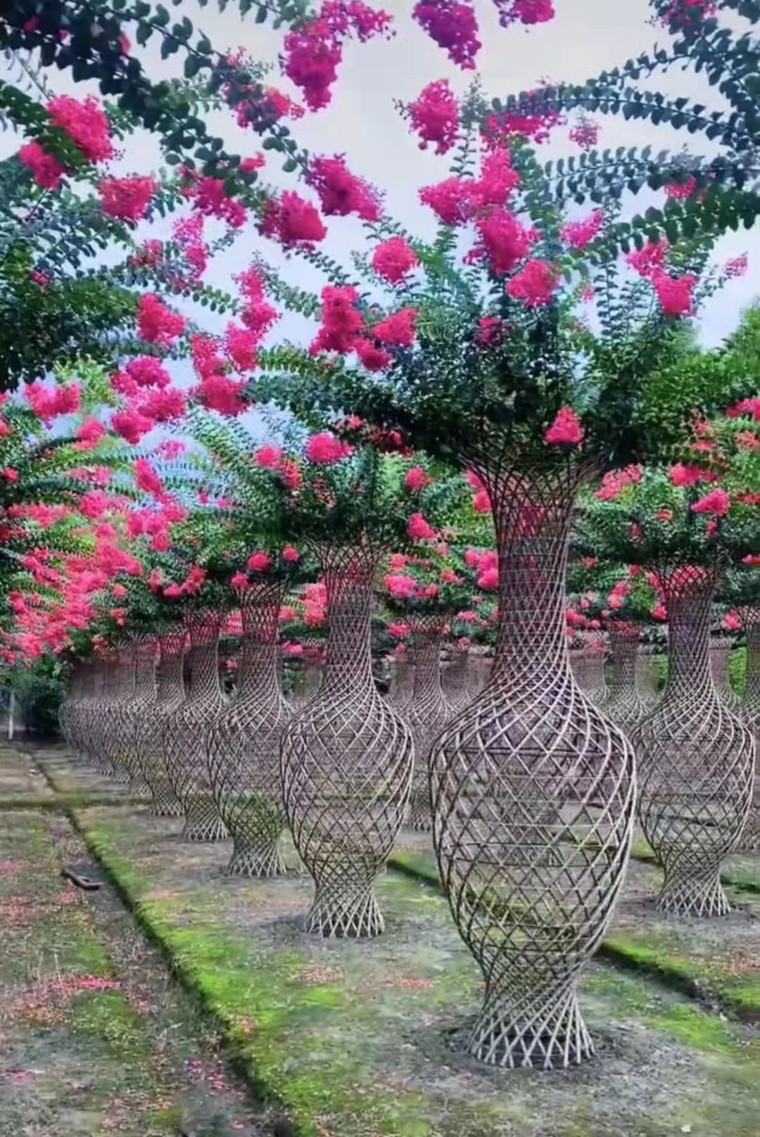 The Allure of Lagerstroemia indica: Transforming Your Garden with Vibrant Crepe Myrtles