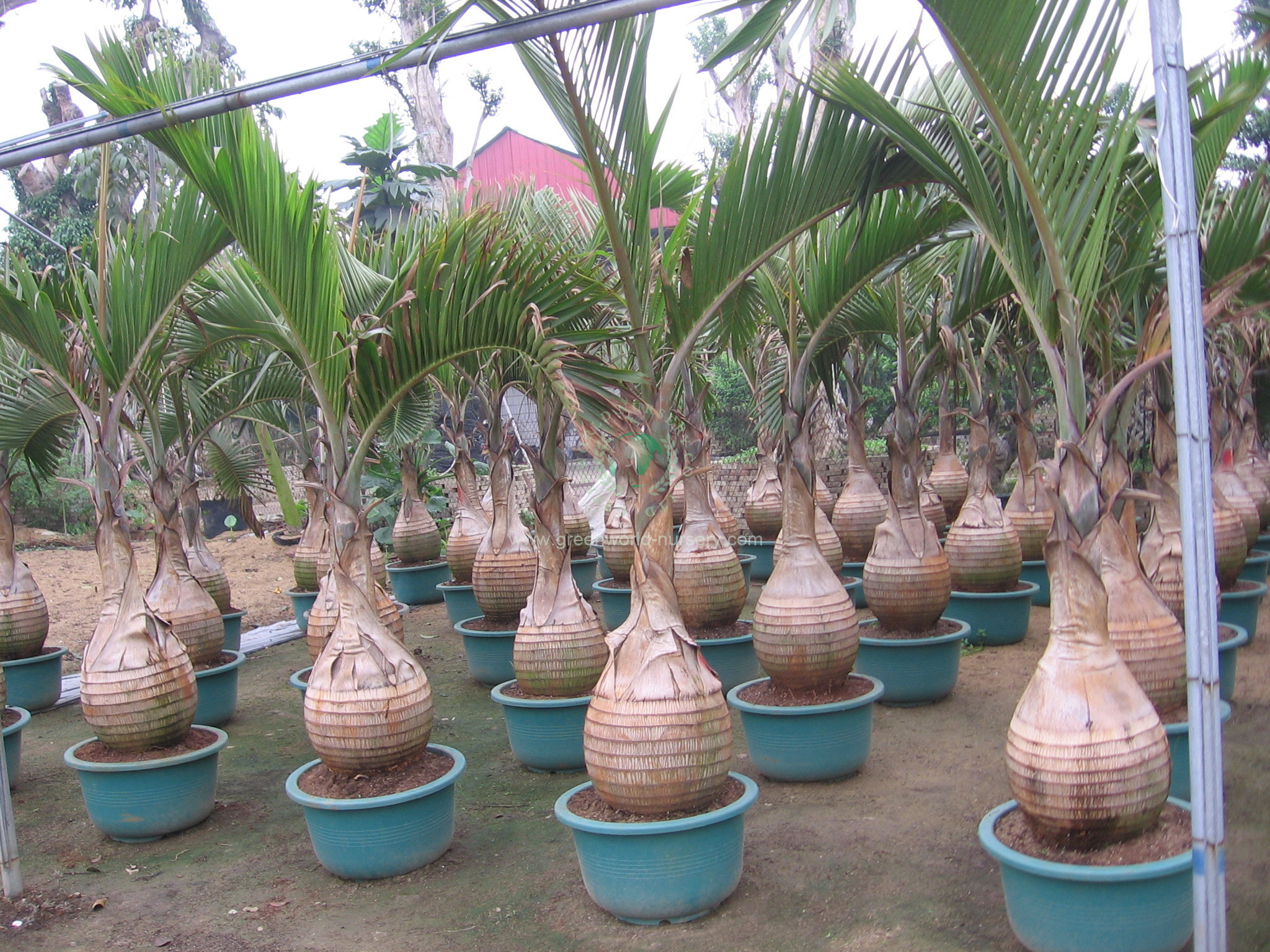 Hyophorbe Lagenicaulis Hyophorbe Lagenicaulis