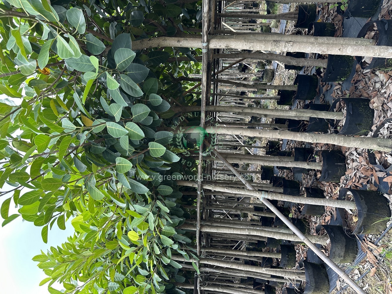Ficus Altissima Ficus Altissima
