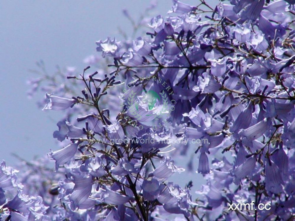 Jacaranda Mimosifolia Jacaranda Mimosifolia