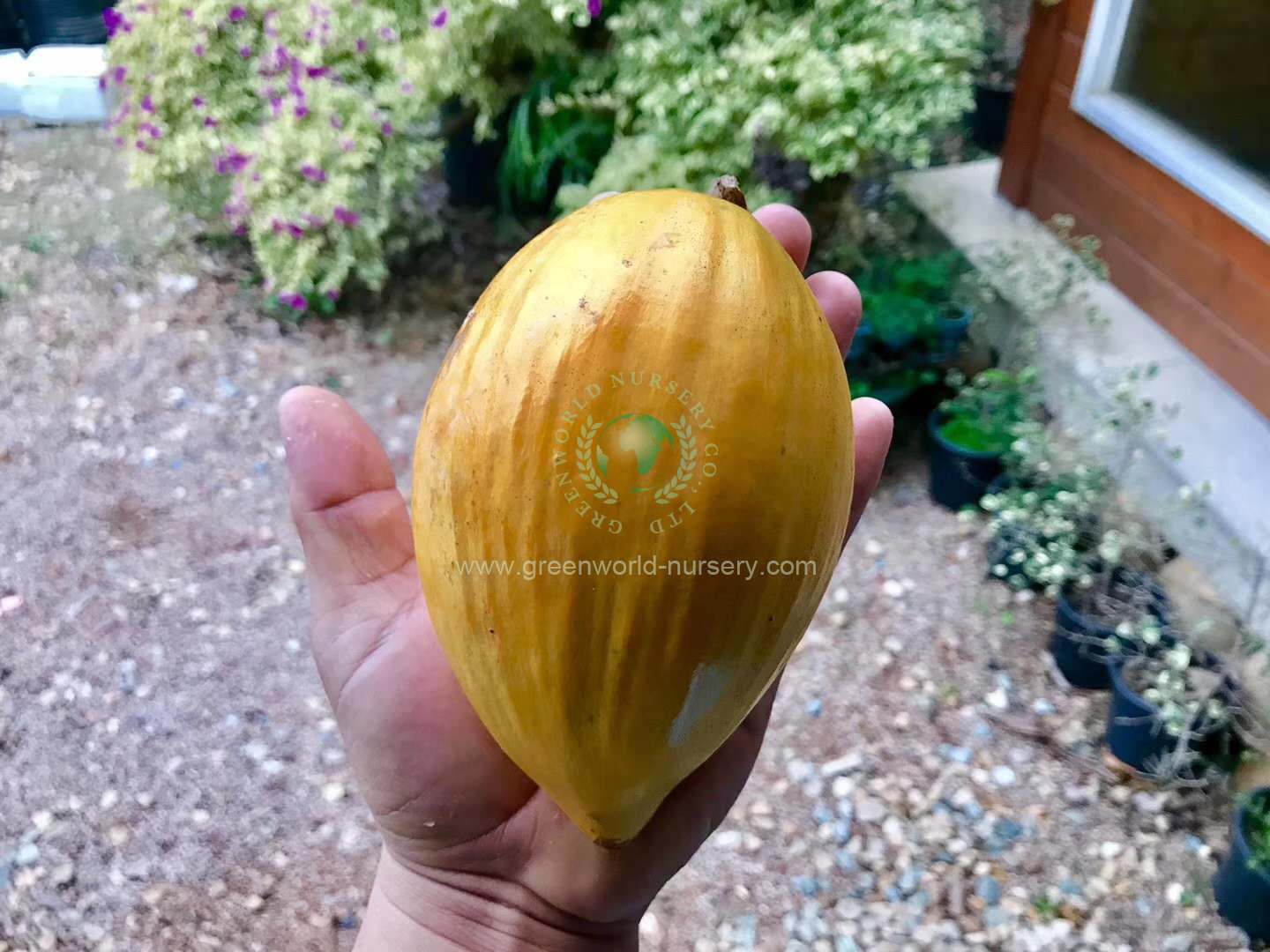 Lucuma Nervosa