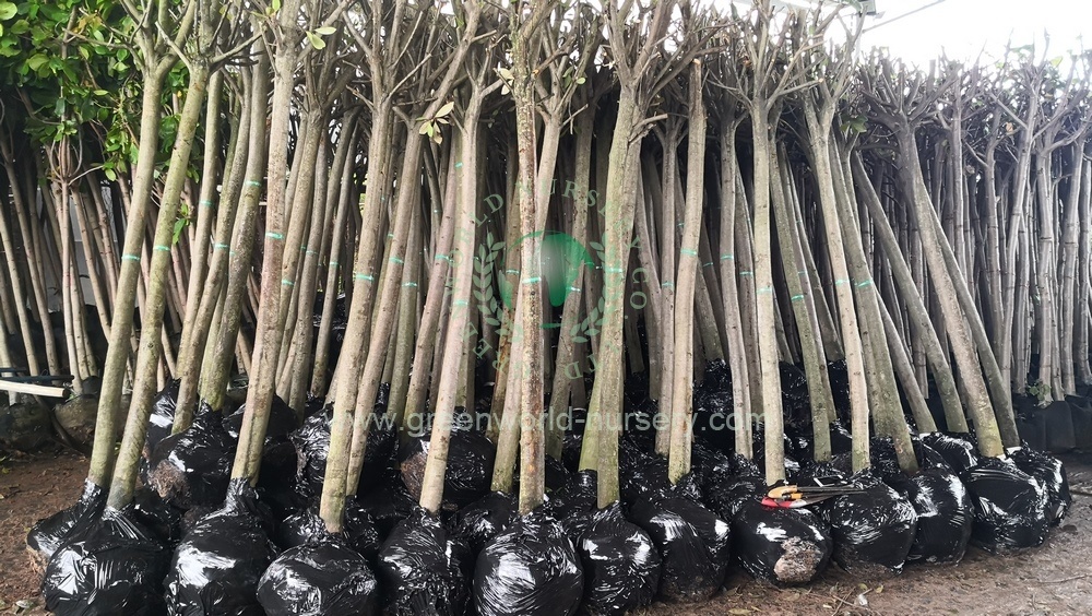 Photinia Serrulata