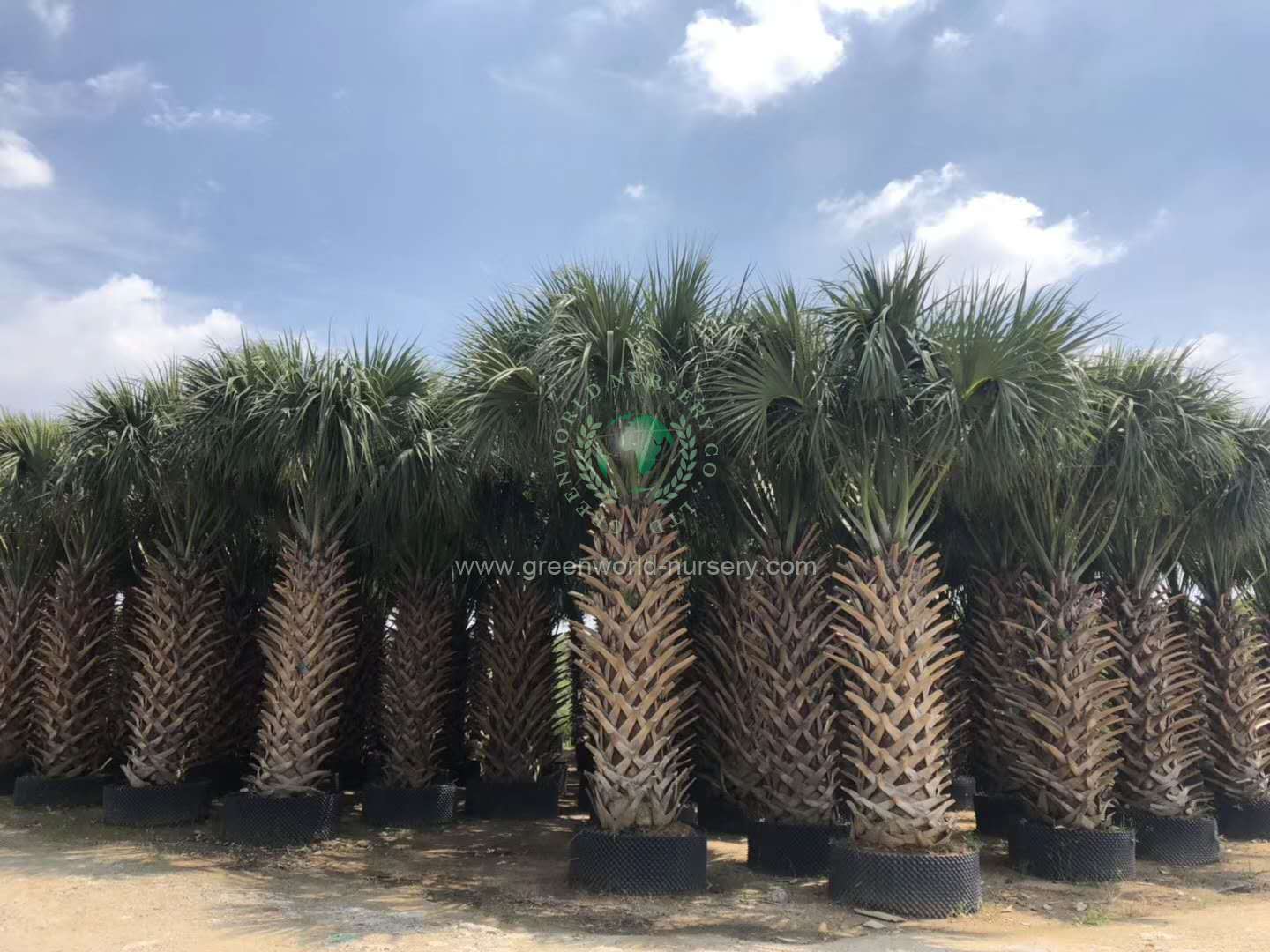 Sabal Palm Sabal Palm