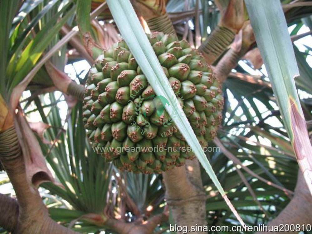 Pandanus Utilis Pandanus Utilis