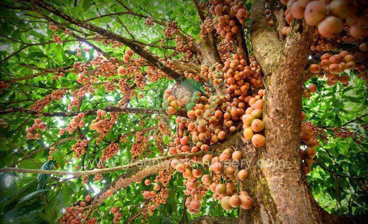 Baccaurea Sapida Baccaurea Sapida