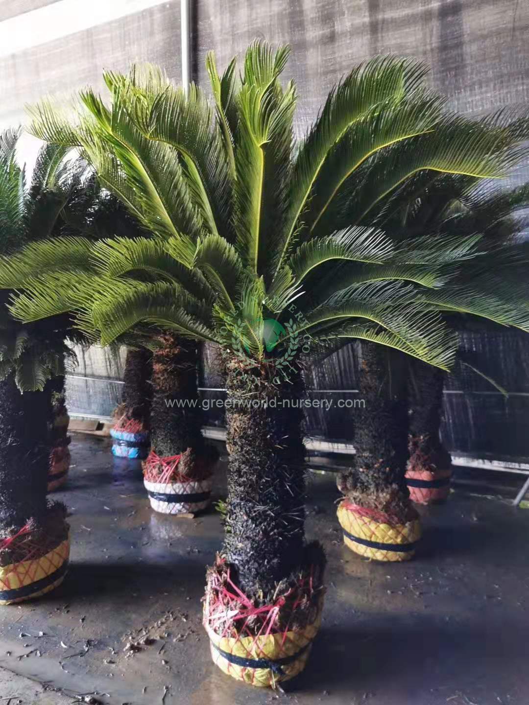 Cycas Revoluta