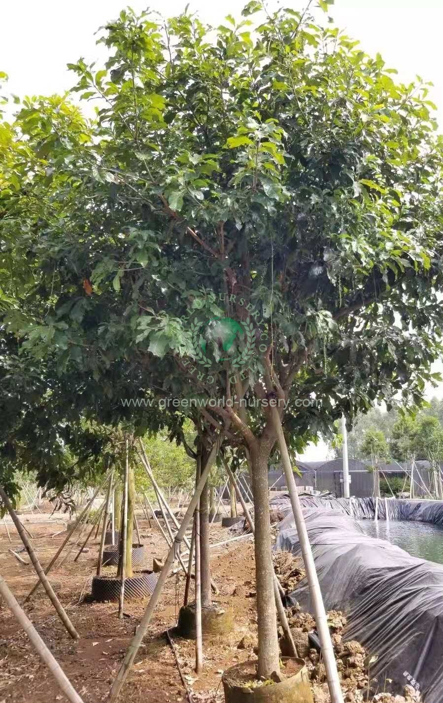 Barringtonia Asiatica Barringtonia Asiatica