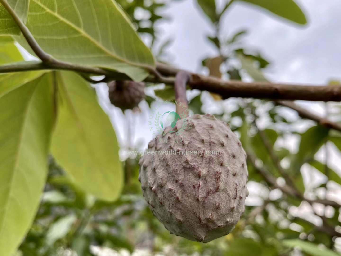 Rollinia Deliciosa Rollinia Deliciosa
