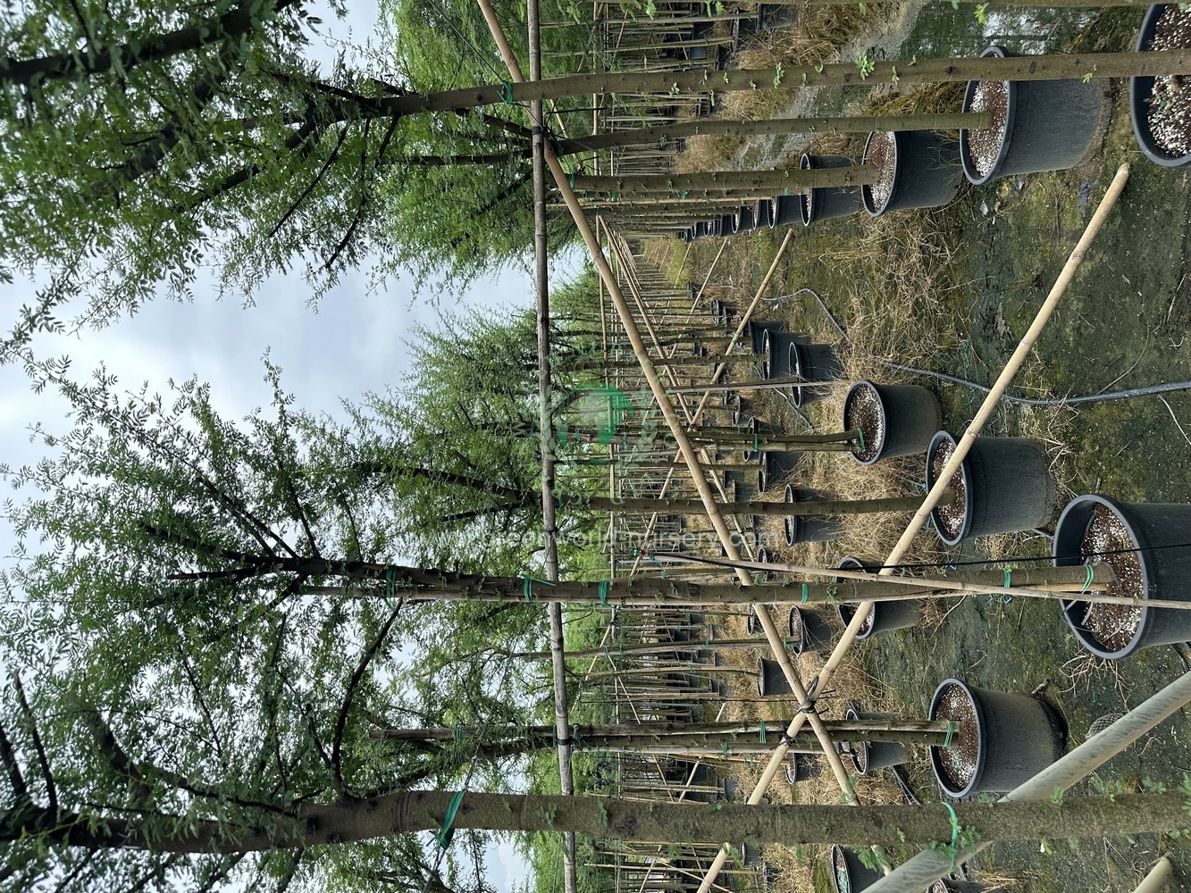 Acacia Arabica Acacia Arabica