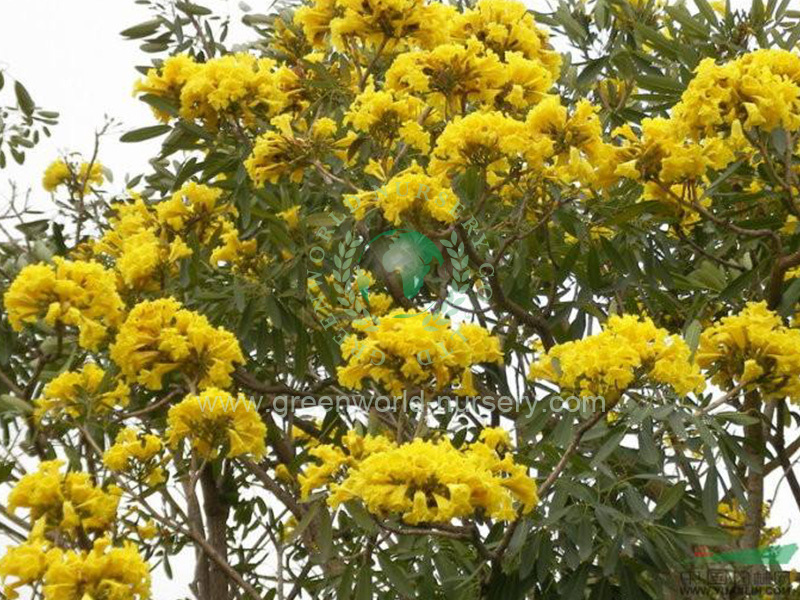 Tabebuia Species