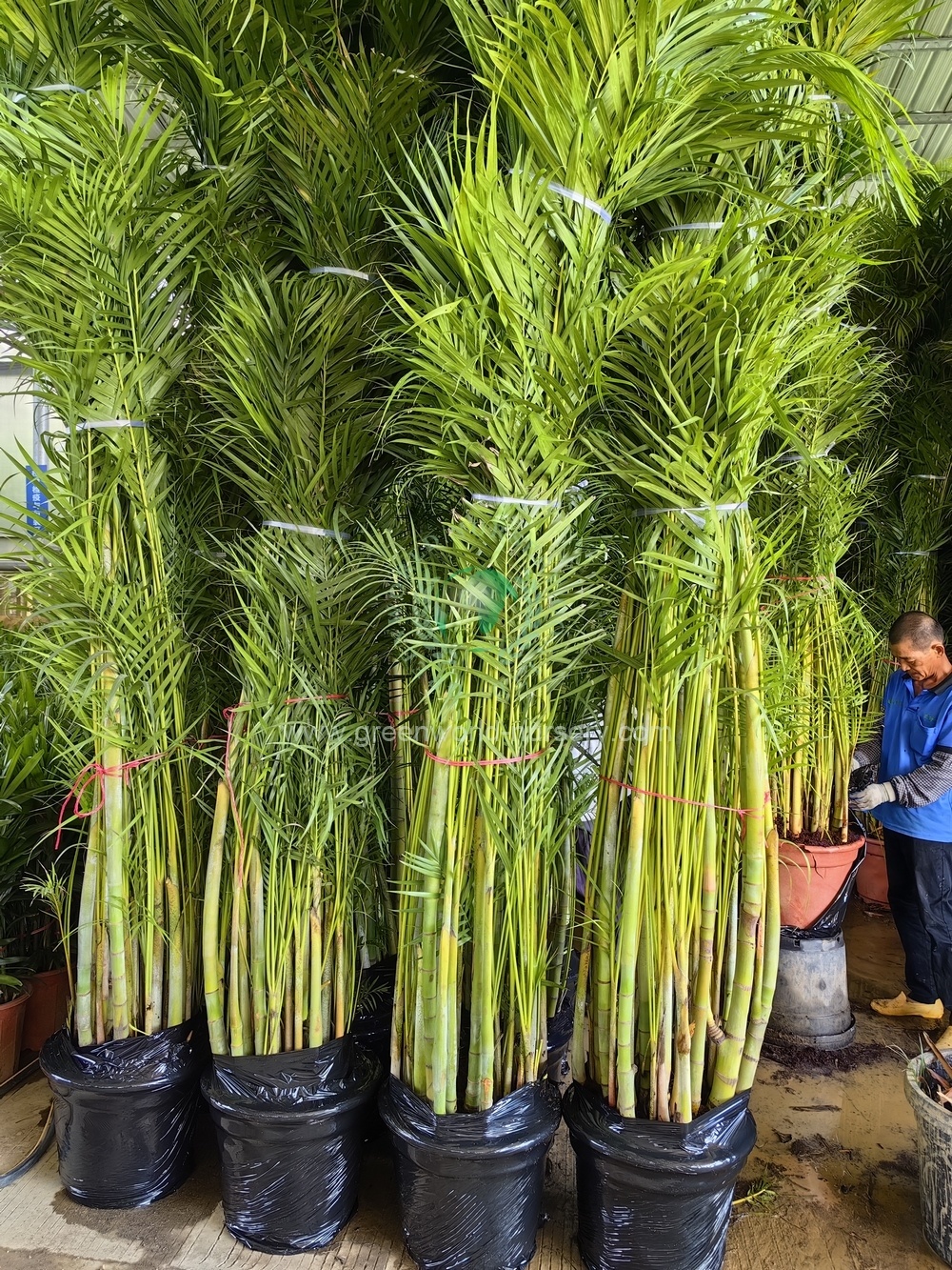 Chrysalidocarpus Lutescens Chrysalidocarpus Lutescens