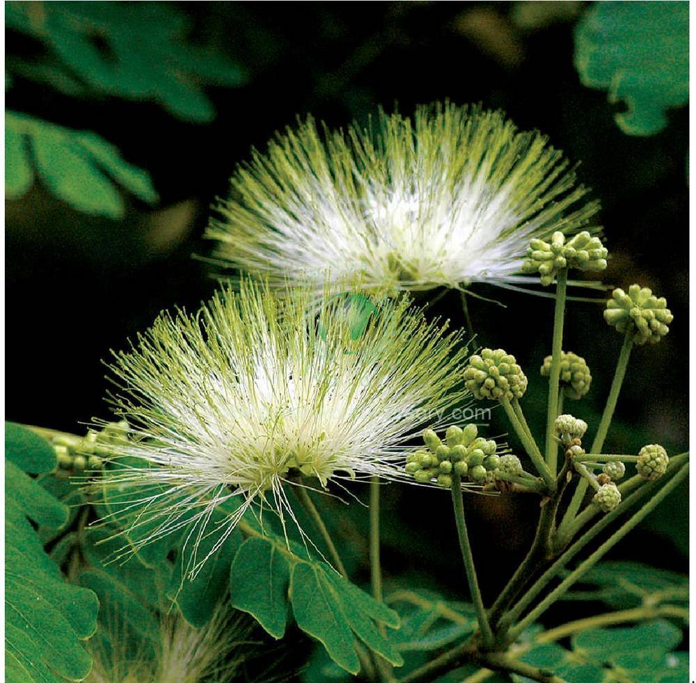 Albizia Lebbeck